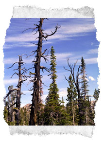 A photo of bare and granrled mountain trees. 